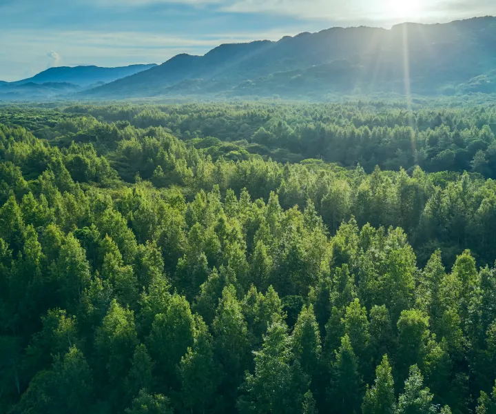 Helping protect healthy forests