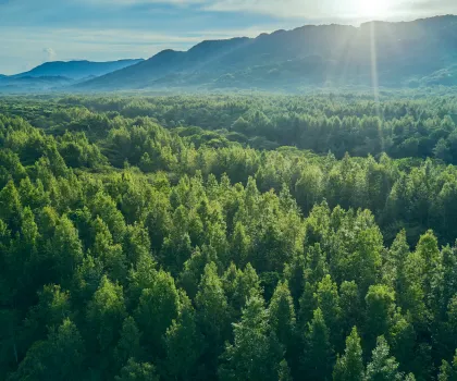 Helping protect healthy forests