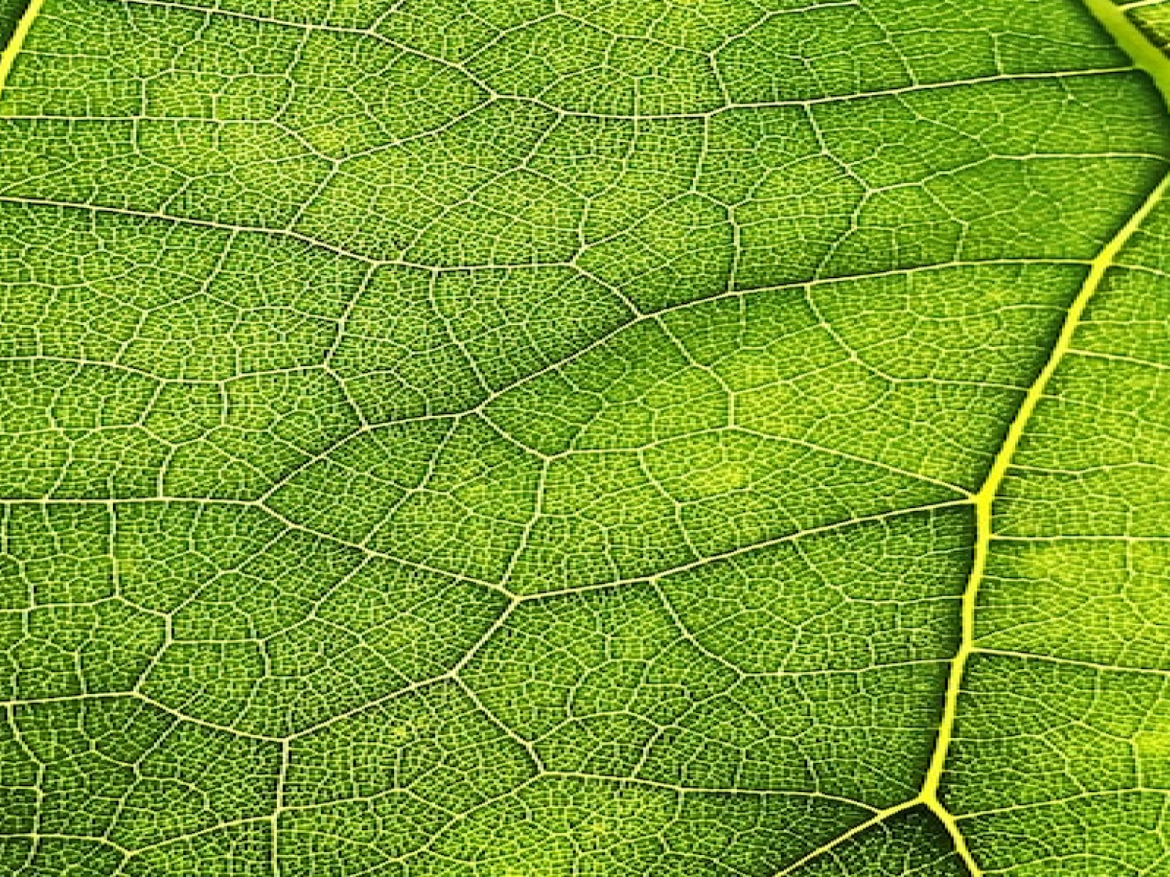 Image Background (14)